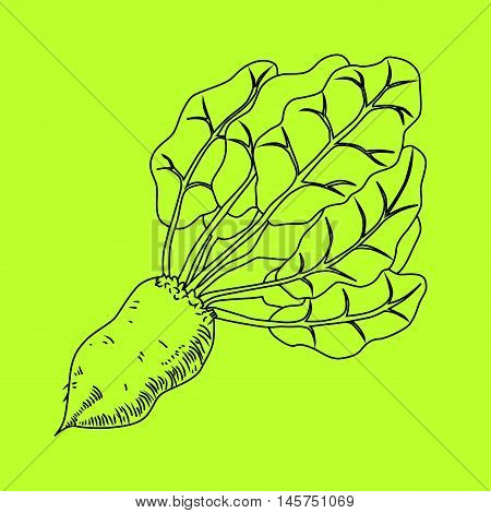 Mangelwurzel, a root vegetable, line illustration.Line icon beet with leaves.
