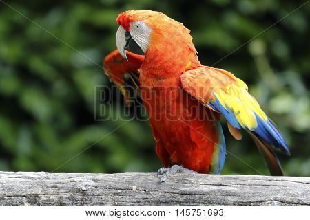 a macaw parrot perched on a branch looks curious