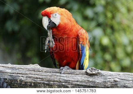 macaw parrot perched on a branch looks curious