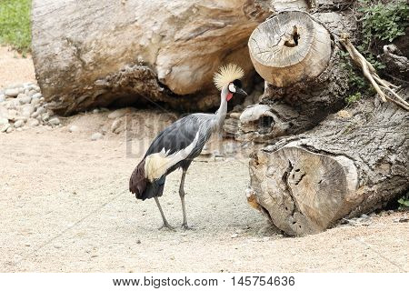 A beautiful crowned cranes approaches a red tree trunk