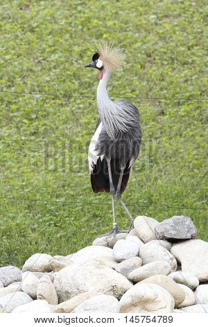 A beautiful crowned cranes over the rocks