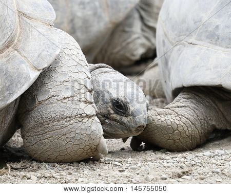 a group of large land turtle for moving slowly on the sandy ground