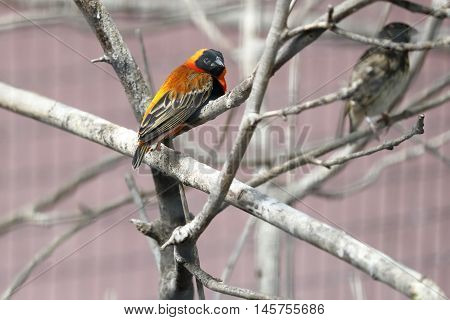 A colorful exotic bird is perched on a tree branch