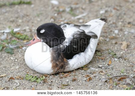A goose rests squatting on the ground