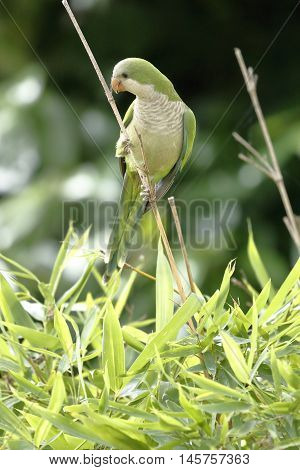 A monk parakeet clinging to a twig