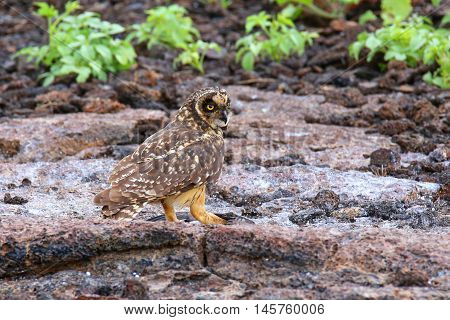 Short-eared Owl On Genovesa Island, Galapagos National Park, Ecuador