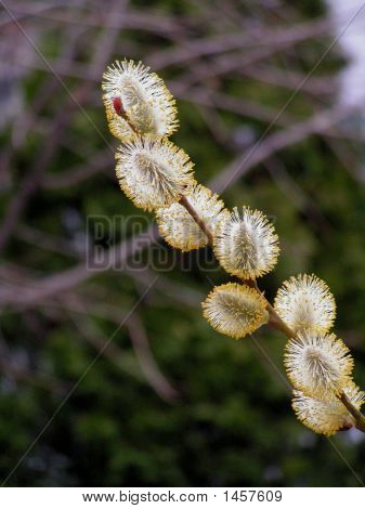 Fisse Willow blomster (Close-Up)