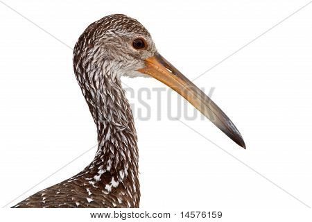 Limpkin (aramus Guarauna)
