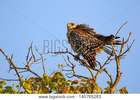 Red-shouldered Hawk Sitting On A Tree
