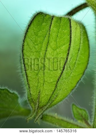 A close up of a golden berry