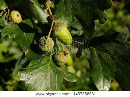 Acorns on an oak tree in summer