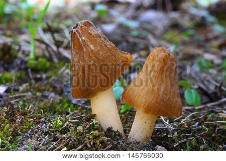 ptychoverpa conica, fungi, mushroom, forest spring brown