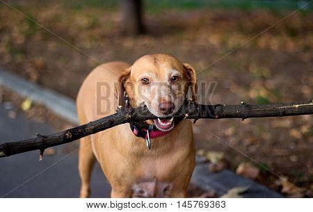 Old golden dog playing with a branch