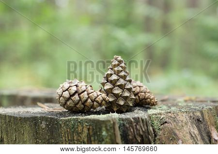 old fir cones scattered in the woods