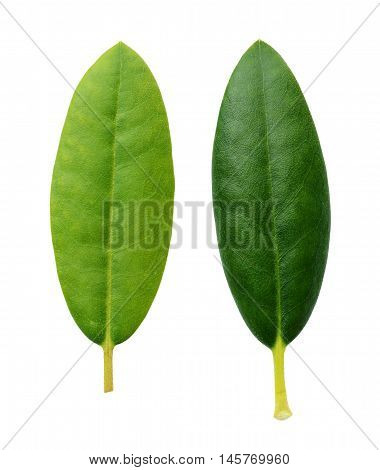 Closeup of green leaves of pittosporum tobira isolated on white