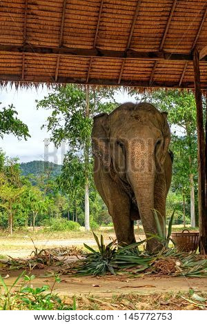 Asian elephant eating green grass and looking at camera surface texture background alive wild animal travel in Koh Chang island Thailand. Soft focus