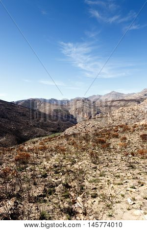 Empty But Life - Swartberg Nature Reserve