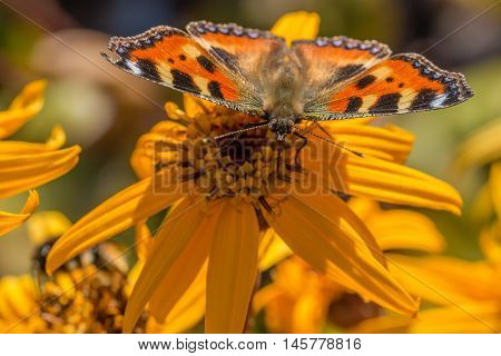 the small tortoiseshell on orange leopardplant flower