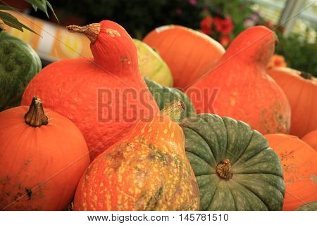 Various sorts of pumpkins for fall decorations