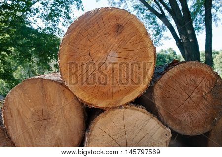 Stacked rough cut logs from a Pennsylvania farm