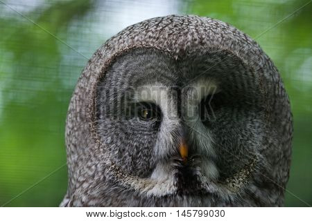 Great grey owl (Strix nebulosa). Wildlife bird. 