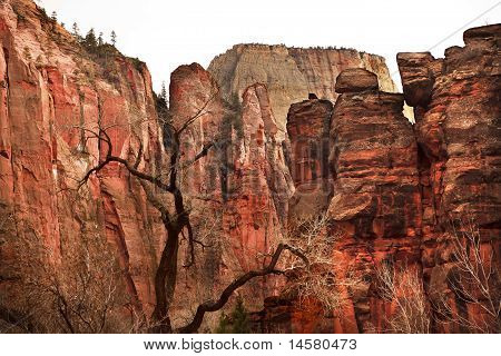 großen weißen Thron red Rock Wände Zion Canyon Nationalpark utah
