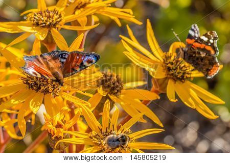 red admiral and small tortoiseshell on leopardplant