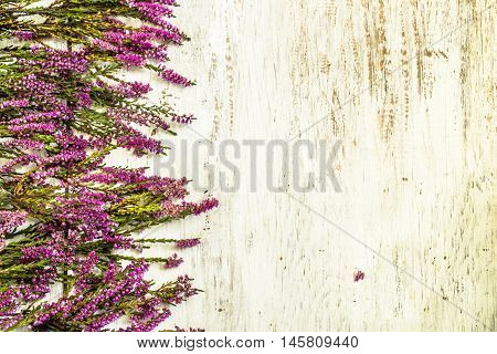 Purple flowers of heather on rustic wooden background.