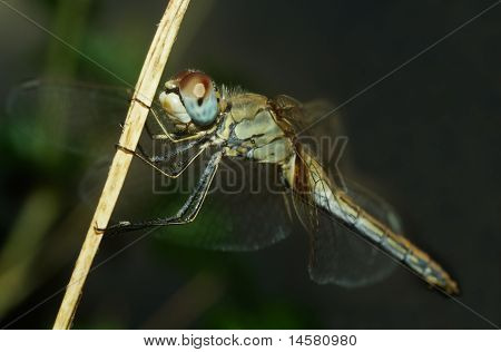 Dragonfly portræt