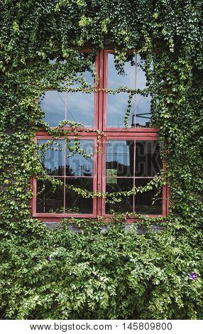 Eco friendly green house wall with window