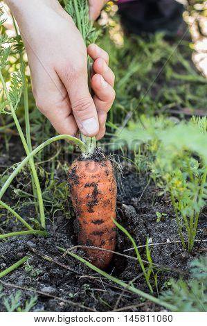 Pulling carrots from the ground by hand. Autumn vegetables picking.