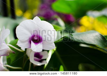 Close up of white purple orchids on yellow and purple background