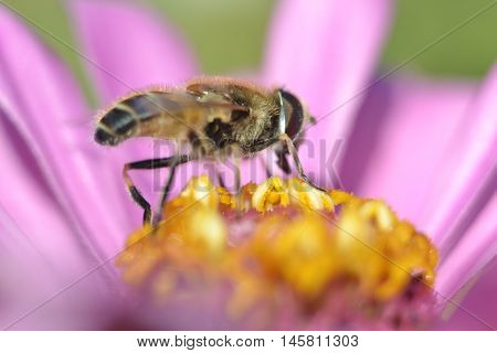 Fly sitting on a flower eating nectar