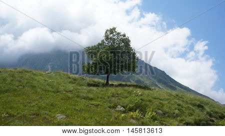 Lonely tree on mountain in the clouds background