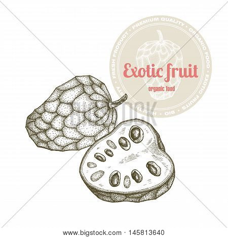 Vector image of exotic fruit cherimoya isolated on white background. Illustration vintage style engraving. White and black.
