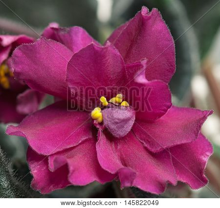 Beautiful claret violet flower over leaves background