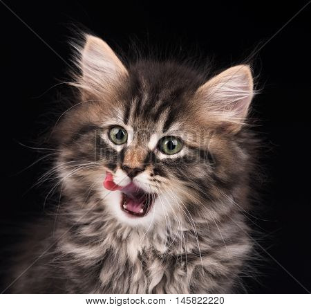 Cute siberian kitten licking its lips over black background