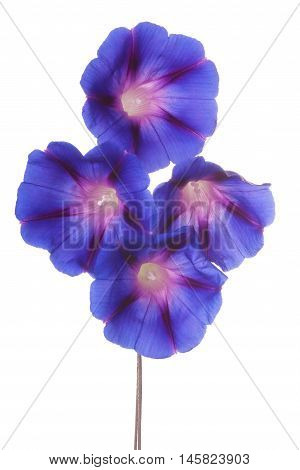 Morning Glory