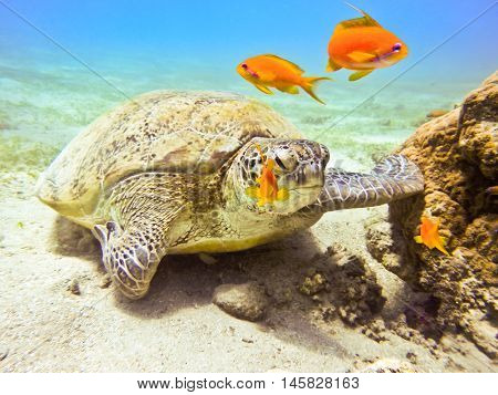 Green sea turtle. Marine Life in the Red Sea. Egypt