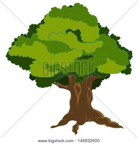 Green tree with foliage on white background is isolated