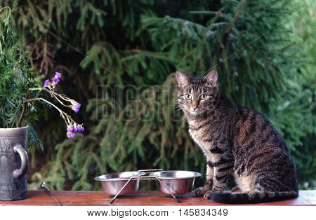 The cat is sitting near its bowl and waits for food