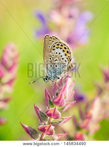 Polyommatus Icarus, Common Blue, Is A Butterfly In The Family Lycaenidae. Beautiful Butterfly Sittin