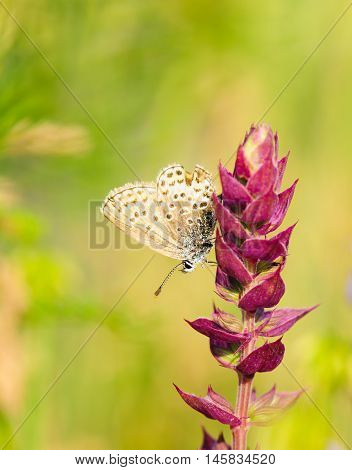 Polyommatus Icarus, Common Blue, Is A Butterfly In The Family Lycaenidae. Beautiful Butterfly Sittin
