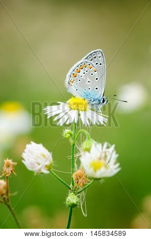 Plebejus Idas, Idas Blue Or Northern Blue, Is A Butterfly In The Family Lycaenidae. Beautiful Butter