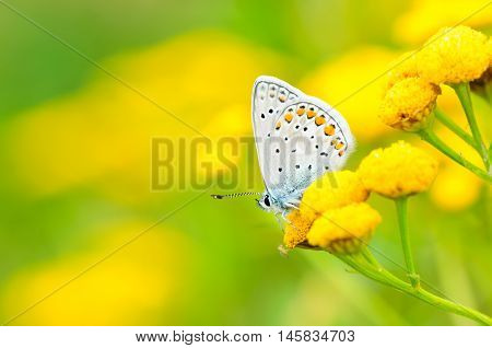 Plebejus Idas, Idas Blue Or Northern Blue, Is A Butterfly In The Family Lycaenidae. Beautiful Butter