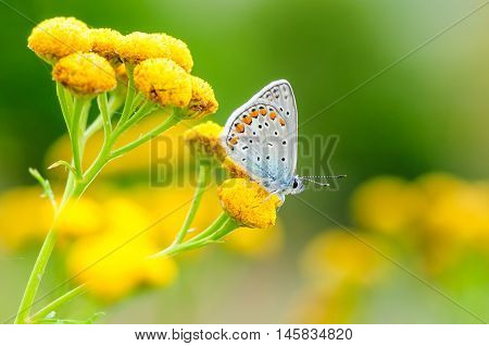 Plebejus Idas, Idas Blue Or Northern Blue, Is A Butterfly In The Family Lycaenidae. Beautiful Butter