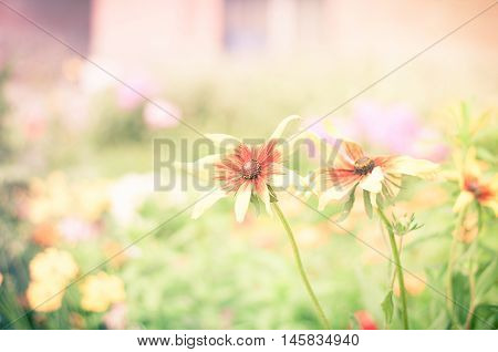 yellow flowers, natural summer background, blurred image, selective focus