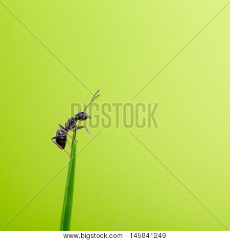 ant on a blade of grass on a green background close-up close-up black ant
