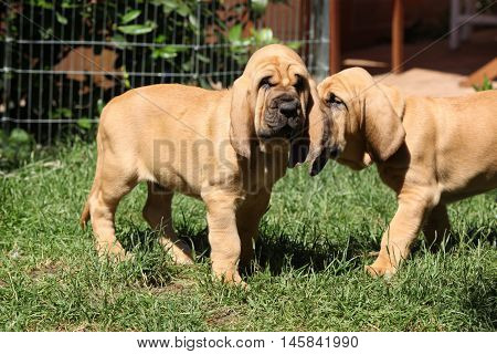 Nice Bloodhound Puppies