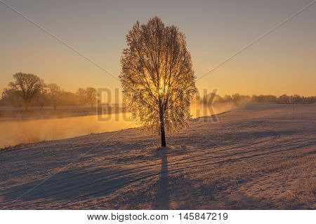 Fog at the Elbe river near Torgau during a winter sunrise. Focus on tree